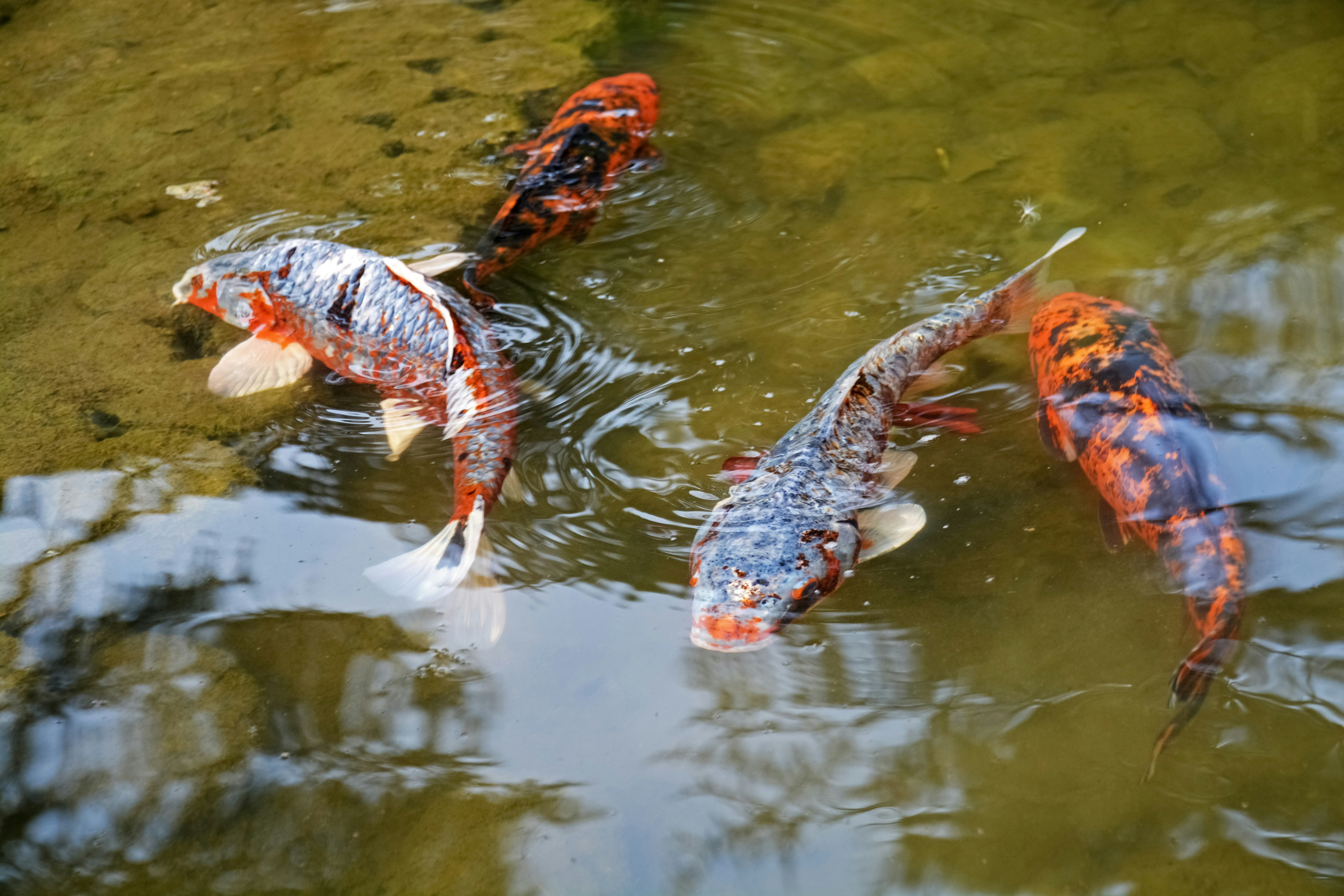 2 red and black fishes on water